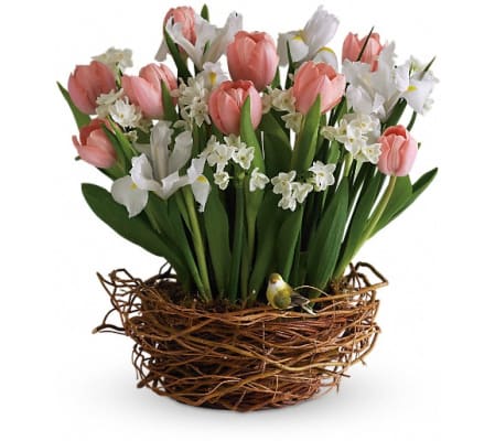 Tulip Song