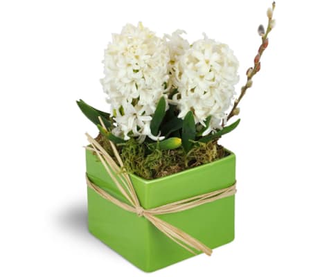 White Hyacinth Planter™