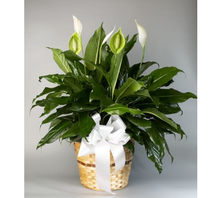 Seithel's Peace Lily in Brown Basket