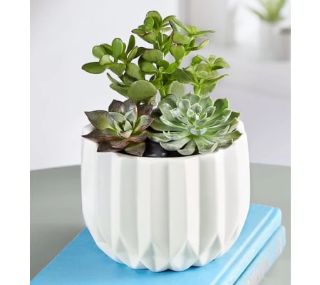 Succulent Garden Planter