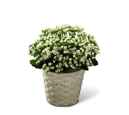 The FTD® White Kalanchoe
