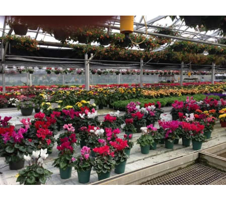 BRIGHT PLANTS