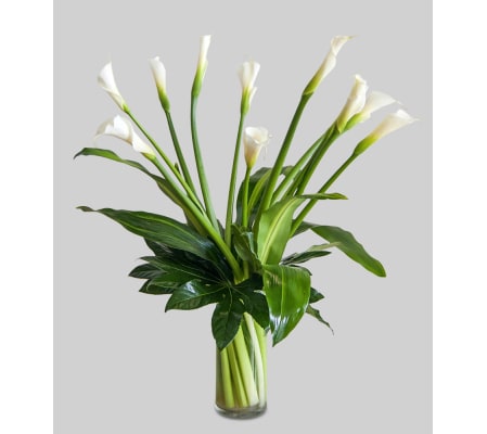 Softest Calla