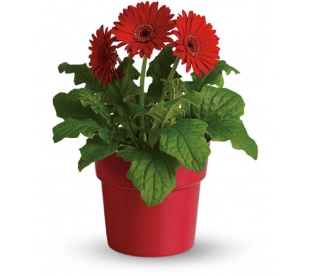Rainbow Rays Potted Gerbera - Red