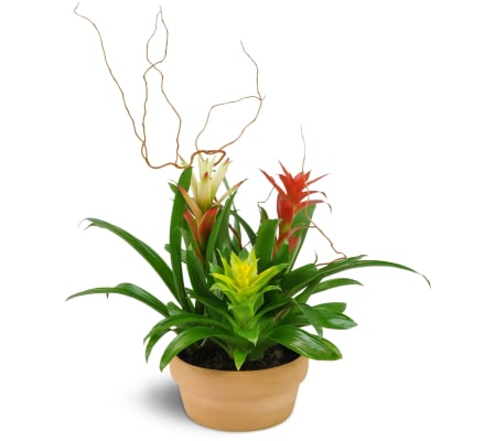 Triple Bromeliad Garden