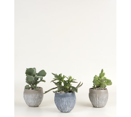 Set of 3 Succulent Plants