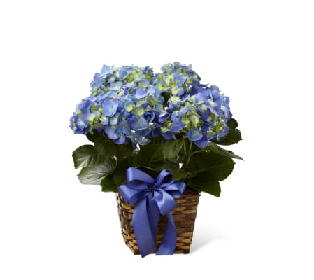 The FTD® Blue Hydrangea Planter