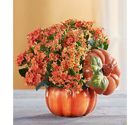 Pumpkin Patch Kalanchoe™