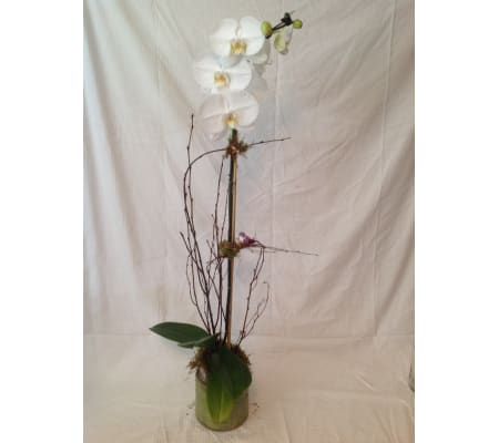 Peaceful Orchid Plant