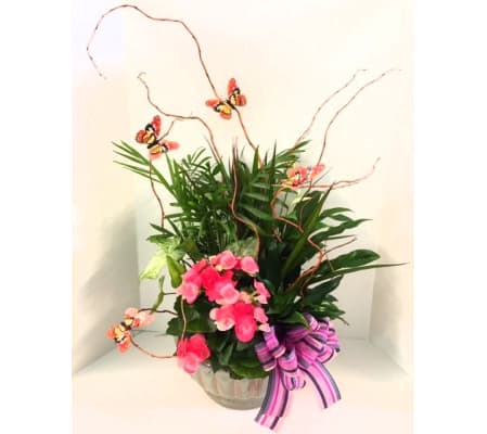 SPECIAL PLANTS