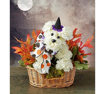 Witchy Pooch™ 1-800