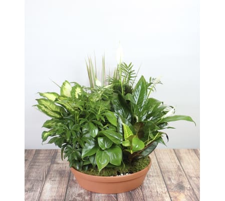 Large Dishgarden by Kirk's