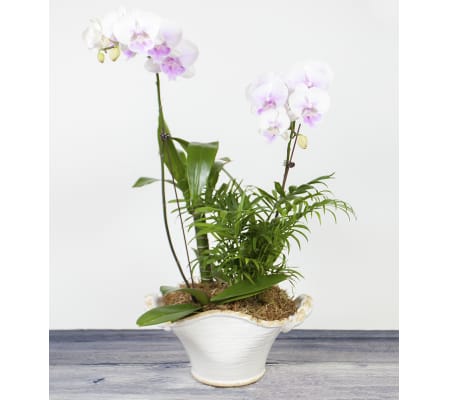 Decorative Orchid Plant