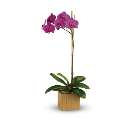 71992- Purple Orchid