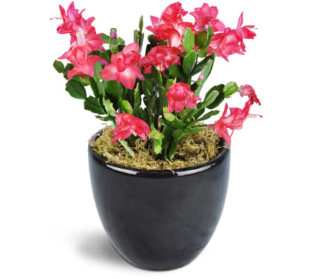 Classic Christmas Cactus