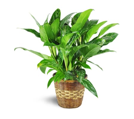 Chinese Evergreen Plant