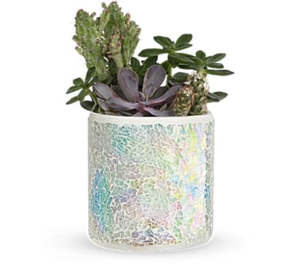 Teleflora's Iridescent Oasis Garden