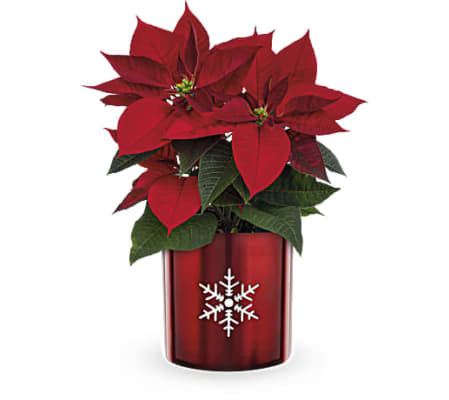 Teleflora's Snowflake Poinsettia