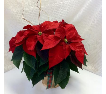 sparkling poinsettia