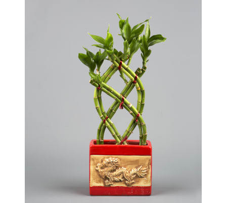 Dragon Ceramic Bamboo