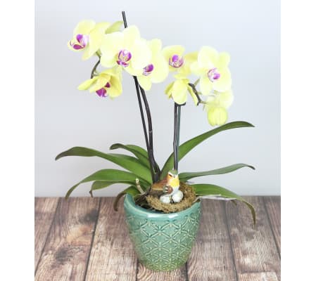 Decorative Orchid Plant