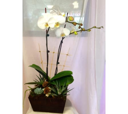 opulent orchid