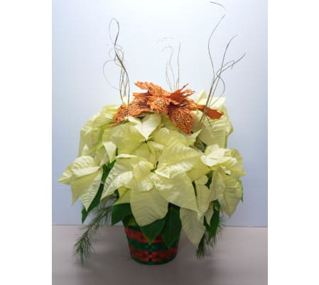 White Poinsettia Basket