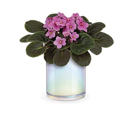 Teleflora's Luminous Leaves Plant