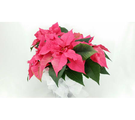 Poinsettia of the Day