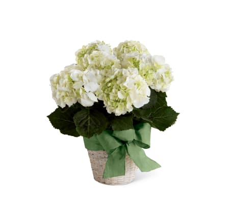 The FTD® White Hydrangea Planter