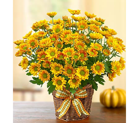 Fall Mum in Basket