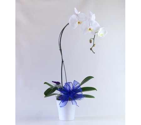 Elegant Orchid Plant