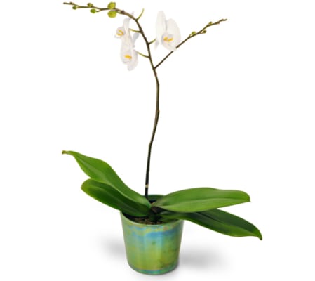 Orchid Simplicity