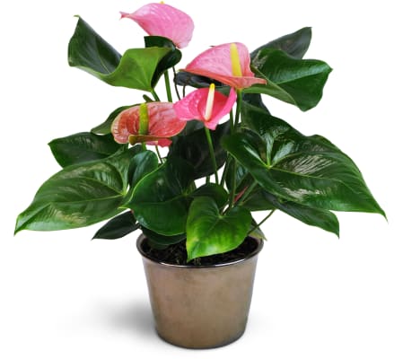 Pink Anthurium Plant