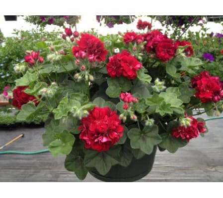 Patio Baskets