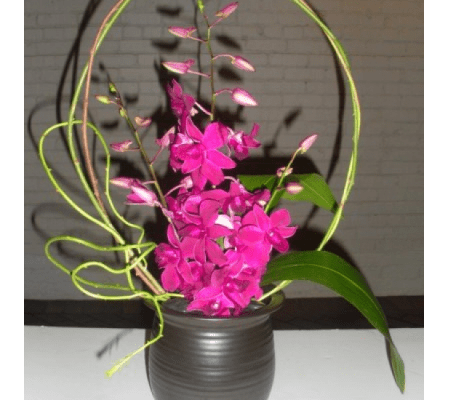 Orchid Stems