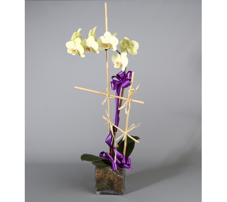 Country Arts Orchid