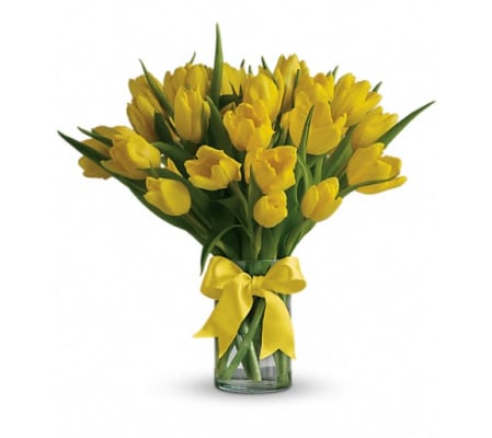 Sunny Yellow Tulips