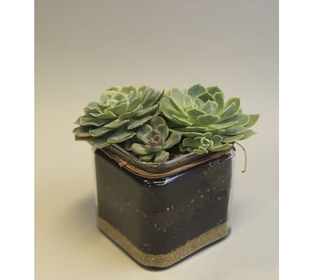 Perfect Succulent