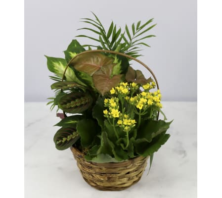 Sunshine Plant Garden