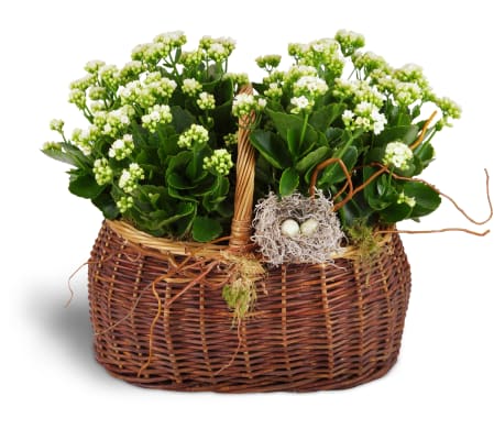 Nestling Kalanchoe Basket