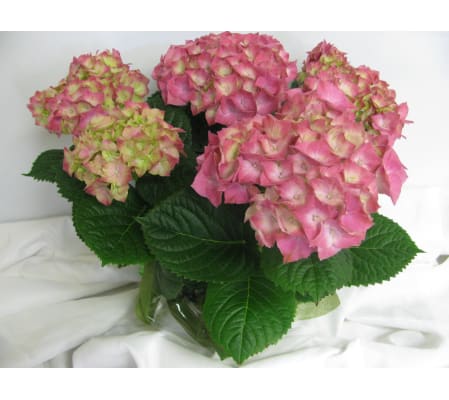 hydrangea plant 1