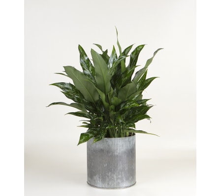 Decorative House Plant