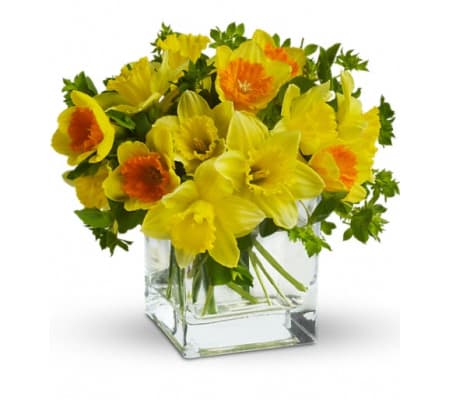 Teleflora's Daffodil Dreams