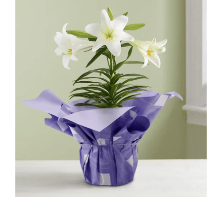 Easter Sentiment™ Lily Plant