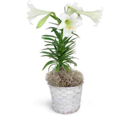 Easter Lily Plant
