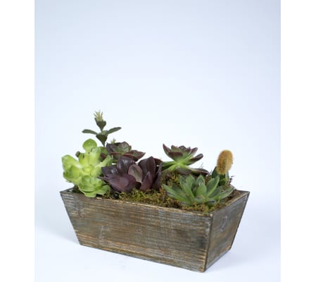 Succulent Window Box