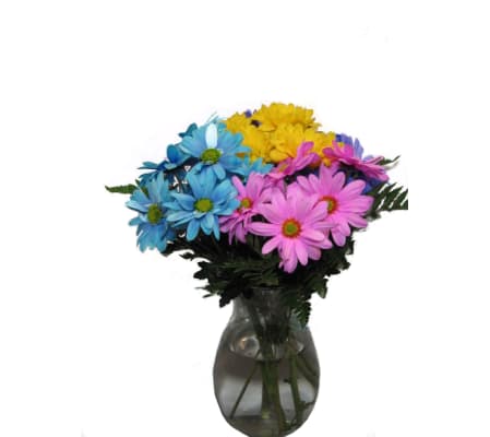 Rainbow Daisy Dreams