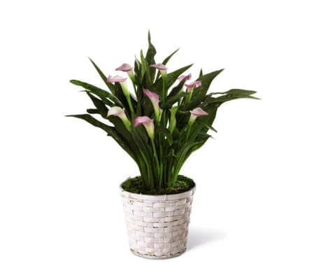 The FTD® Calla Lily Planter - White