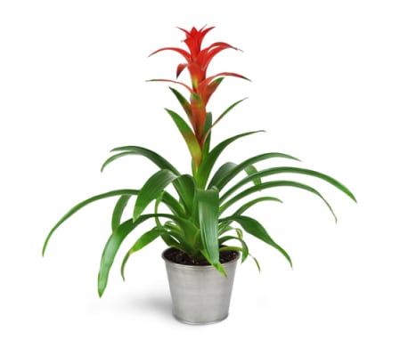 Hearty Bromeliad